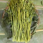 ត្រកួន
