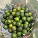 ក្រូចឆ្មា