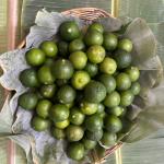 ក្រូចឆ្មា